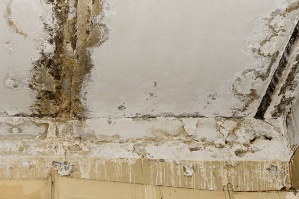 Best Attic Mold Removal  in Dekal, IL