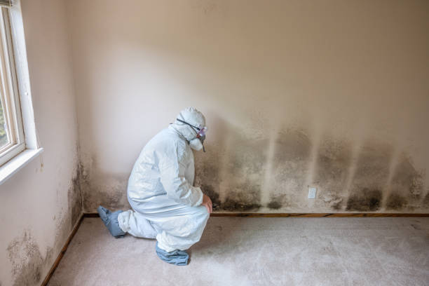 Best Basement Mold Removal  in Dekal, IL